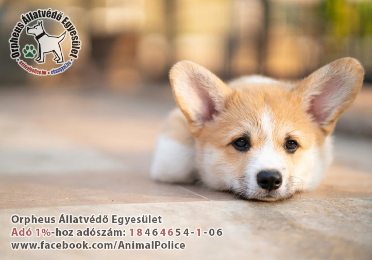 Galéria / Adó 1% állatvédelemre - kutya és cica mentés támogatása