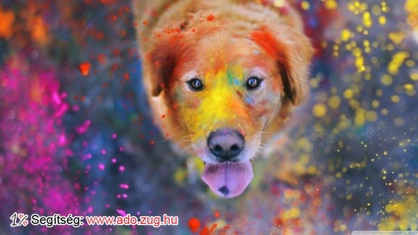 Pets Care Állatmentő és Környezetvédő Segélyegyesület