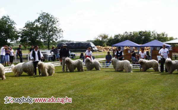 Hungária Komondor Klub