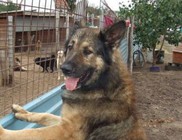 Vácikai Cerberus Alapítvány Vácikai Cerberus Alapítvány